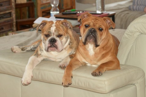 Continental Bulldog Seeblickbulls Mortimer