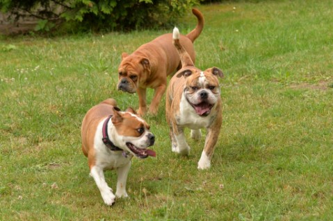 Continental Bulldog Seeblickbulls Mortimer