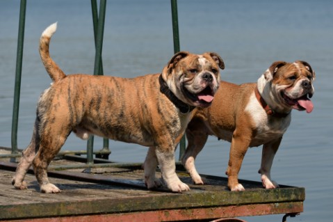 Continental Bulldog Seeblickbulls Mortimer