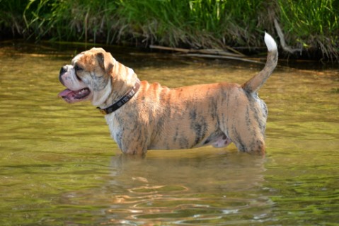 Continental Bulldog Seeblickbulls Mortimer