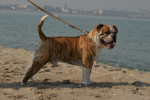 Continental Bulldog Seeblickbulls Mortimer