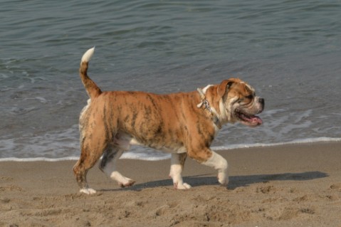 Continental Bulldog Seeblickbulls Mortimer