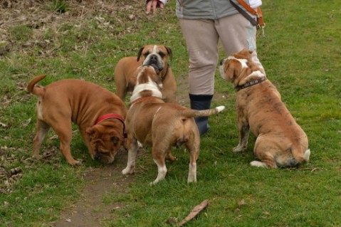 Continental Bulldog Seeblickbulls Mortimer