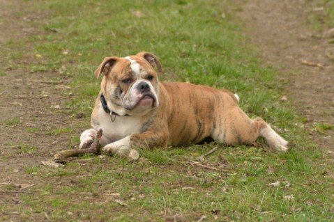 Continental Bulldog Seeblickbulls Mortimer
