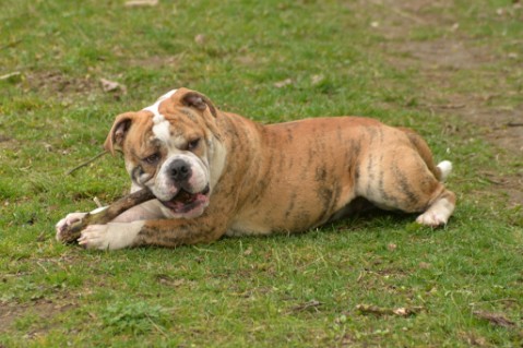 Continental Bulldog Seeblickbulls Mortimer