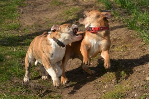 Continental Bulldog Seeblickbulls Mortimer