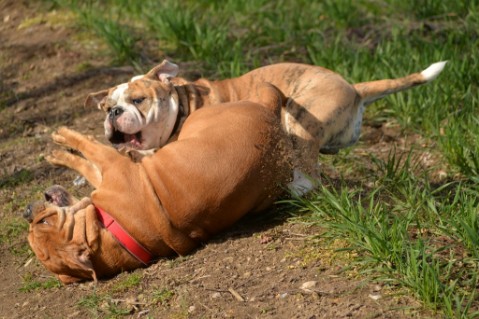 Continental Bulldog Seeblickbulls Mortimer