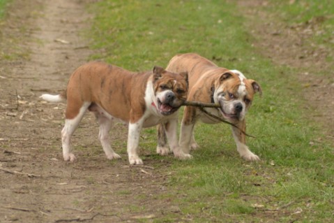 Continental Bulldog Seeblickbulls Mortimer