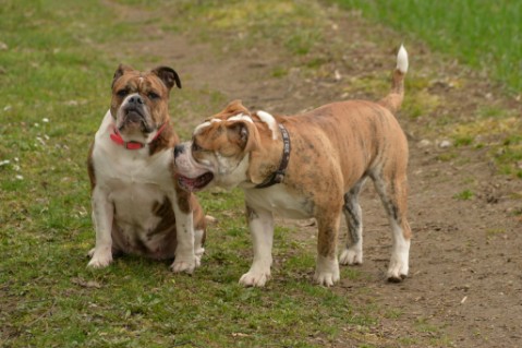 Continental Bulldog Seeblickbulls Mortimer