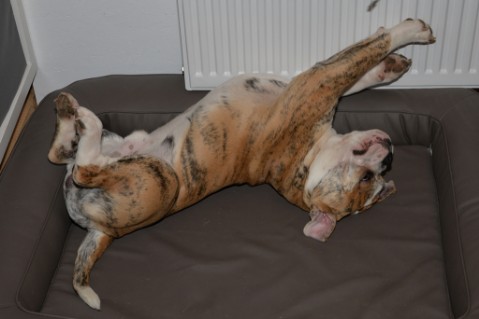 Continental Bulldog Seeblickbulls Mortimer