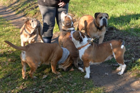 Continental Bulldog Seeblickbulls Mortimer