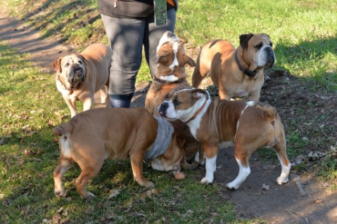 Continental Bulldog Seeblickbulls Mortimer