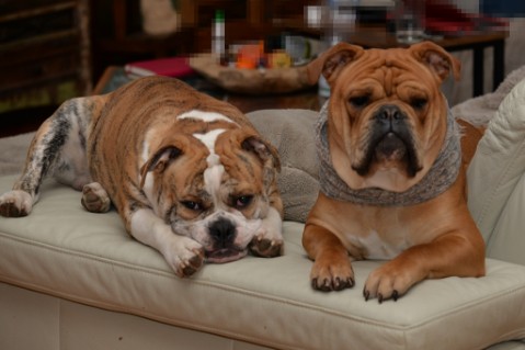 Continental Bulldog Seeblickbulls Mortimer