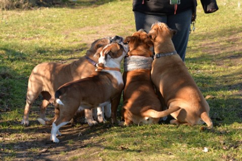 Continental Bulldog Seeblickbulls Mortimer