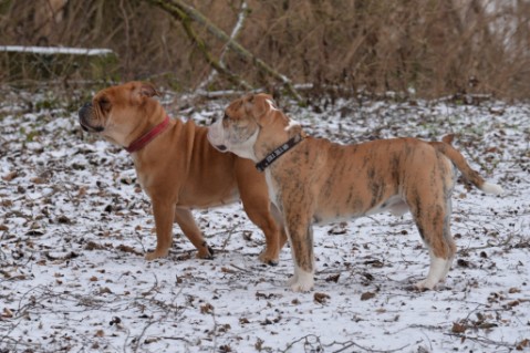 Continental Bulldog Seeblickbulls Mortimer