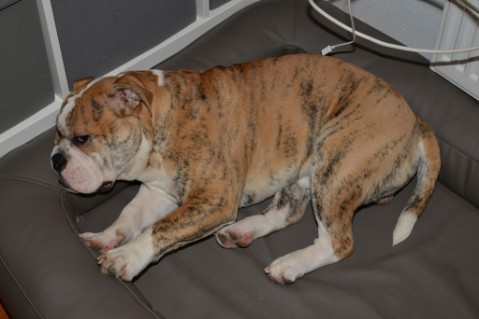 Continental Bulldog Seeblickbulls Mortimer