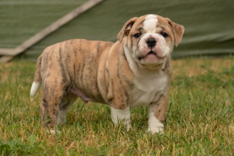 Continental Bulldog Seeblickbulls Mortimer