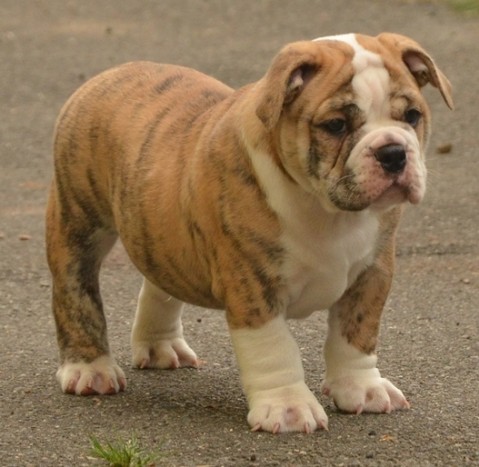 Continental Bulldog Seeblickbulls Mortimer