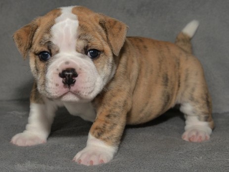 Continental Bulldog Seeblickbulls Mortimer